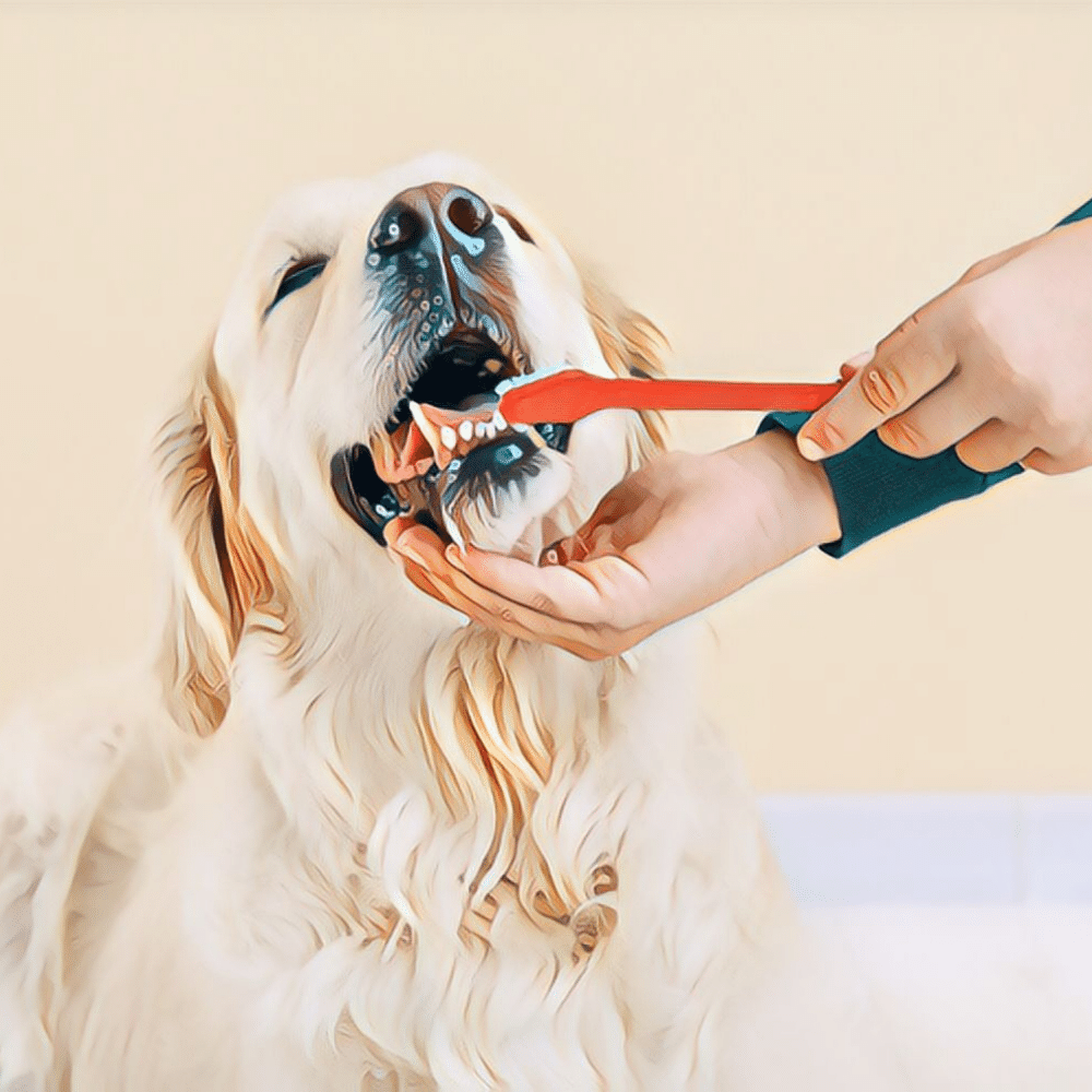  Can Dogs Use Human Toothpaste Vets Weigh In 